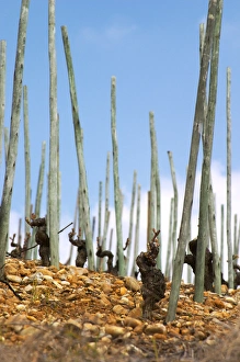 Old vines on stony pebbly soil and with supporting poles after winter pruning but Old vines on stony pebbly soil and with supporting poles after winter pruning but