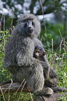 Olive Baboon with baby, Papio anubis, Lake Nakuru National Park, Kenya Olive Baboon with baby, Papio anubis, Lake Nakuru National Park, Kenya