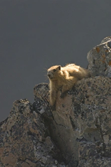 Olympic Marmot (Marmota olympus) at Obstruction Point. Olympic National Park, Washington Olympic Marmot (Marmota olympus) at Obstruction Point. Olympic National Park, Washington