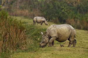 One-horned Rhiceros feeding on the short grass, Kaziranga National Park, India One-horned Rhiceros feeding on the short grass, Kaziranga National Park, India