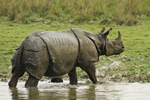 One-horned Rhinoceros, coming out of jungle pond, Kaziranga National Park, India One-horned Rhinoceros, coming out of jungle pond, Kaziranga National Park, India