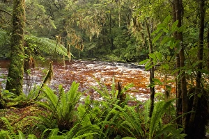 Oparara River and Native Bush, Oparara Basin, near Karamea, Kahurangi National Park Oparara River and Native Bush, Oparara Basin, near Karamea, Kahurangi National Park