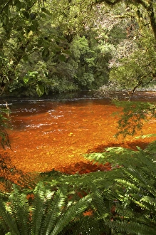 Oparara River, Oparara Basin, near Karamea, Kahurangi National Park, West Coast, South Island Oparara River, Oparara Basin, near Karamea, Kahurangi National Park, West Coast, South Island