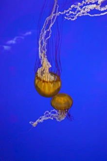 OR, Newport, Oregon Coast Aquarium, Pacific Sea Nettle Jellyfish (Chrysaora quinquecirrh) OR, Newport, Oregon Coast Aquarium, Pacific Sea Nettle Jellyfish (Chrysaora quinquecirrh)