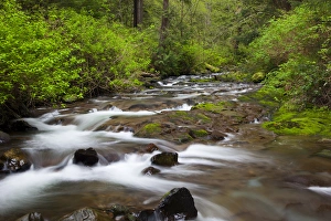 OR, Oregon Coast, Oswald West State Park, Necarney Creek OR, Oregon Coast, Oswald West State Park, Necarney Creek