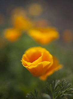 Orange California Poppy with isolated selective focus Orange California Poppy with isolated selective focus