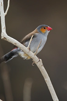 Orange cheeked Waxbill (Estrilda melpoda) Orange cheeked Waxbill(Estrilda melpoda) Orange cheeked Waxbill (Estrilda melpoda) Orange cheeked Waxbill(Estrilda melpoda)
