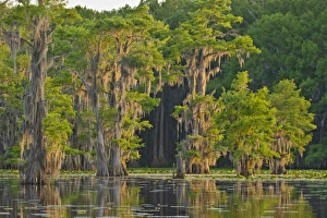 Orange light of sunrise coloring bald cypress and Spanish moss on Caddo Lake, Texas, USA Orange light of sunrise coloring bald cypress and Spanish moss on Caddo Lake, Texas, USA