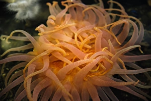 An orange sea anemone waving tentacles in the water An orange sea anemone waving tentacles in the water