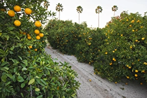 Orange trees in grove, Mission, Texas, winter Orange trees in grove, Mission, Texas, winter