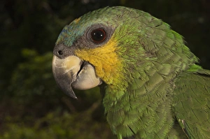 Orange-winged Parrot (Amazona amazonica) Rain Forest Iwokrama Reserve Orange-winged Parrot (Amazona amazonica) Rain Forest Iwokrama Reserve