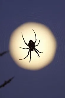 Spider Web Images Prints: Orb spider on web
