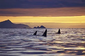 Killer Whales Prints: Orca or Killer