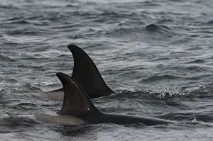 Orcas or Killer Whales (Orcinus orca) The birds are picking up scraps of meat that Orcas or Killer Whales (Orcinus orca) The birds are picking up scraps of meat that