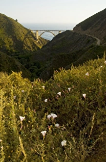 Orchard morning-glories, Convolvulus arvensis, and Bixby Bridge, Bixby Canyon, Big Sur Orchard morning-glories, Convolvulus arvensis, and Bixby Bridge, Bixby Canyon, Big Sur