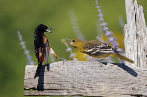 Orchard Oriole (Icterus spurius) male & immature Baltimore Oriole (Icterus galbula) Orchard Oriole (Icterus spurius) male & immature Baltimore Oriole (Icterus galbula)