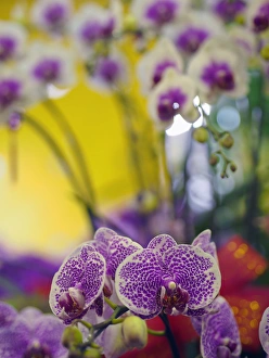 Orchids for sale at a market in Taipei, Taiwan Orchids for sale at a market in Taipei, Taiwan