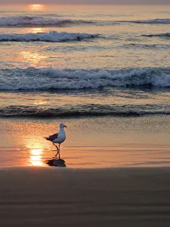 Oregon, Cannon Beach. Seagull walking at shoreline Oregon, Cannon Beach. Seagull walking at shoreline