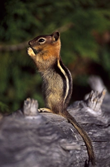 Oregon cascades, a Golden-mantled Ground Squirrel (Spermophilus lateralis) eating Oregon cascades, a Golden-mantled Ground Squirrel (Spermophilus lateralis) eating