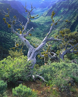 OREGON. USA. Mountain mahogany snags & sagebrush above glacier-carved Little Blitzen River Gorge OREGON. USA. Mountain mahogany snags & sagebrush above glacier-carved Little Blitzen River Gorge