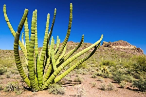 Organ pipe cactus in the Ajo Mountains, Organ Pipe Cactus National Monument, Arizona USA Organ pipe cactus in the Ajo Mountains, Organ Pipe Cactus National Monument, Arizona USA