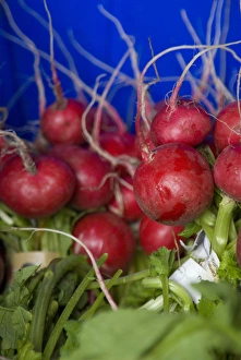 Organic Radishes Ready for Packing into a CSA Box at Full Circle Farm, Carnation Organic Radishes Ready for Packing into a CSA Box at Full Circle Farm, Carnation