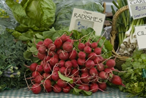 Organic Radishes For Sale at Carnation Farmers Market, Carnation, Washington, US Organic Radishes For Sale at Carnation Farmers Market, Carnation, Washington, US