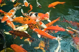 Ornament Koi or Common Carp (Cyprinus carpio), Shopping Mall Pond, Malacca, Historic Melaka Ornament Koi or Common Carp (Cyprinus carpio), Shopping Mall Pond, Malacca, Historic Melaka