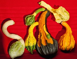 Ornamental gourds grown on a small family farm in Serbia Ornamental gourds grown on a small family farm in Serbia