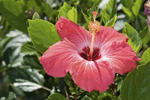 Ornamental TropicalFLora, Windsor, Florida, US Ornamental TropicalFLora, Windsor, Florida, US