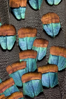 Natural Patterns In Nature Prints: Oscellated Turkey feather pattern