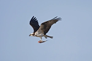 Osprey (Pandion haliaetus) in flght with fish, Texas Osprey (Pandion haliaetus) in flght with fish, Texas