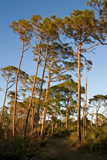 The Osprey Trail in the long-leaf pine forest at Honeymoon Island State Park in Dunedin The Osprey Trail in the long-leaf pine forest at Honeymoon Island State Park in Dunedin
