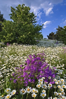 Oxeye daisies (Chrysanthemum leucanthemum) and Dame'es Rocket phlox (Hesperis Oxeye daisies (Chrysanthemum leucanthemum) and Dame'es Rocket phlox (Hesperis