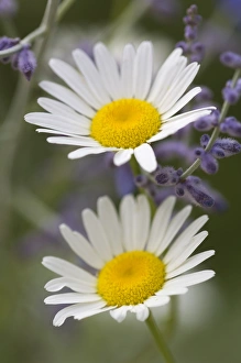 Oxeye Daisy (Chrysanthemum leucanthemum) Sunflower Family (Asteraceae) and lavendar Oxeye Daisy (Chrysanthemum leucanthemum) Sunflower Family (Asteraceae) and lavendar