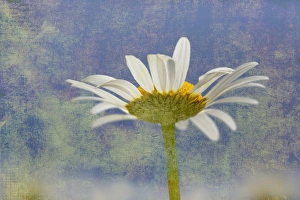 Oxeye Daisy composited with textured background Oxeye Daisy composited with textured background