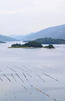 Oyster and shellfish shell fish farm beds in the Kanal Malog Stona straight by the Oyster and shellfish shell fish farm beds in the Kanal Malog Stona straight by the