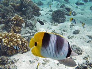 Pacific Double-saddle Butterflyfish (Chaetodon ulietensis), Plantation Island Resort Pacific Double-saddle Butterflyfish (Chaetodon ulietensis), Plantation Island Resort