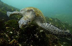Pacific green turtle (Chelonia mydas agassisi) off Santiago (James) Island. GALAPAGOS Pacific green turtle (Chelonia mydas agassisi) off Santiago (James) Island. GALAPAGOS