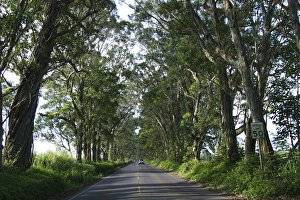Pacific Ocean, Hawaii, Kauai, USA. The Tunnel of Trees near Koloa Pacific Ocean, Hawaii, Kauai, USA. The Tunnel of Trees near Koloa