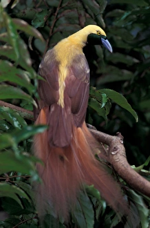 Pacific, Papua New Guinea Greater Bird of Paradise (Paradisaea apoda) Pacific, Papua New Guinea Greater Bird of Paradise (Paradisaea apoda)