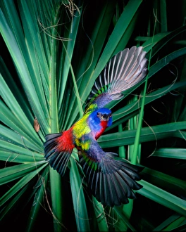 Painted Bunting (male), Imokalee Florida, bpfriel AA 2001 #00750 Painted Bunting (male), Imokalee Florida, bpfriel AA 2001 #00750
