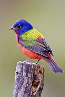 Painted Bunting (Passerina ciris) male perched Painted Bunting (Passerina ciris) male perched