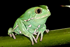 Painted Monkey Frog Phyllomedusa savaugii Native to Paraguay Habitat - Rain Forest Painted Monkey Frog Phyllomedusa savaugii Native to Paraguay Habitat - Rain Forest