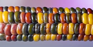 Corn Agriculture Prints: Painted Mountain Corn