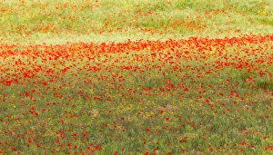 A painterly effect on a photograph of poppies in an Italian meadow A painterly effect on a photograph of poppies in an Italian meadow