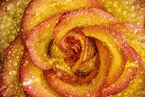 Painting effect on raindrops on yellow and red rose Painting effect on raindrops on yellow and red rose