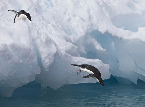 A pair of adelie penguins leap off the edge of the iceberg they were resting A pair of adelie penguins leap off the edge of the iceberg they were resting