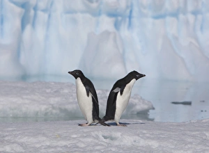 A pair of adelie penguins loaf on sea ice near their colony on Devil Island A pair of adelie penguins loaf on sea ice near their colony on Devil Island