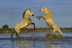 Pair of Camargue Horse stallions fighting in upright position, Camargue region of Pair of Camargue Horse stallions fighting in upright position, Camargue region of